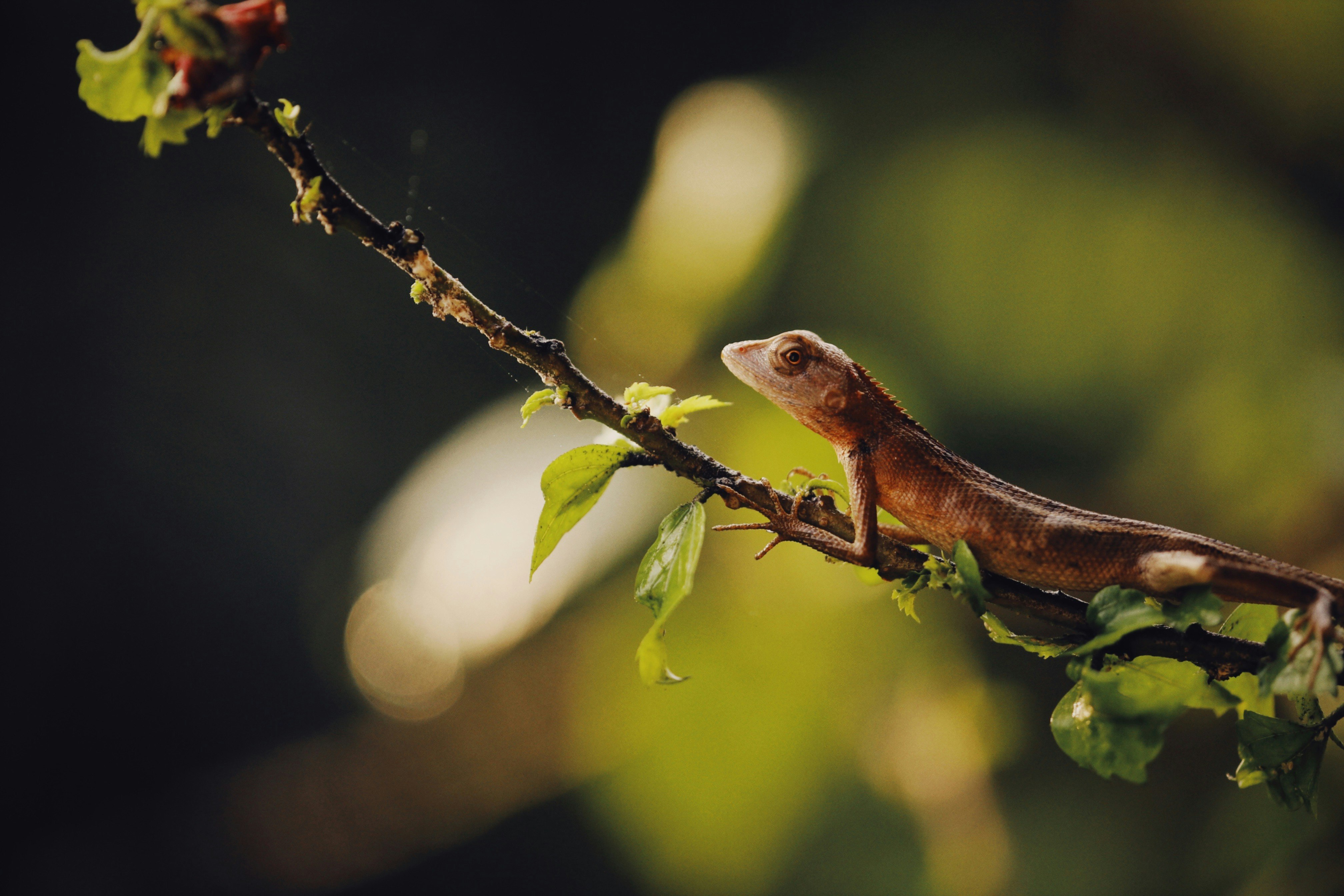brown lizard on brown tree branch during daytime